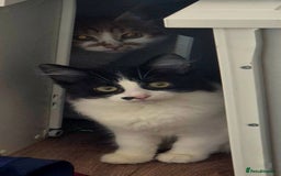 Mixed Breed cats for sale: Beautiful kittens - Image 13