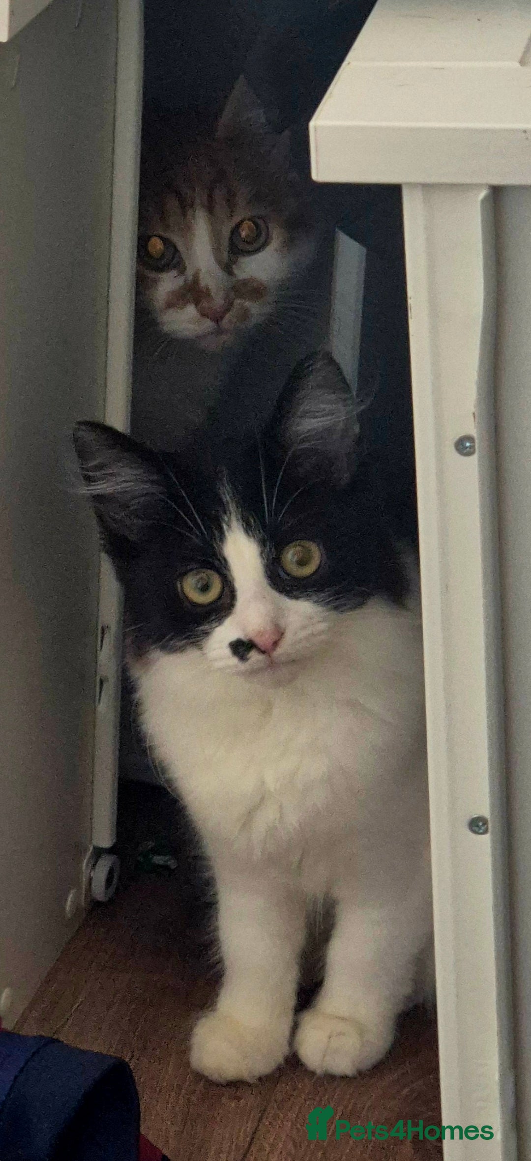 Mixed Breed cats for sale: Beautiful kittens - Image 13