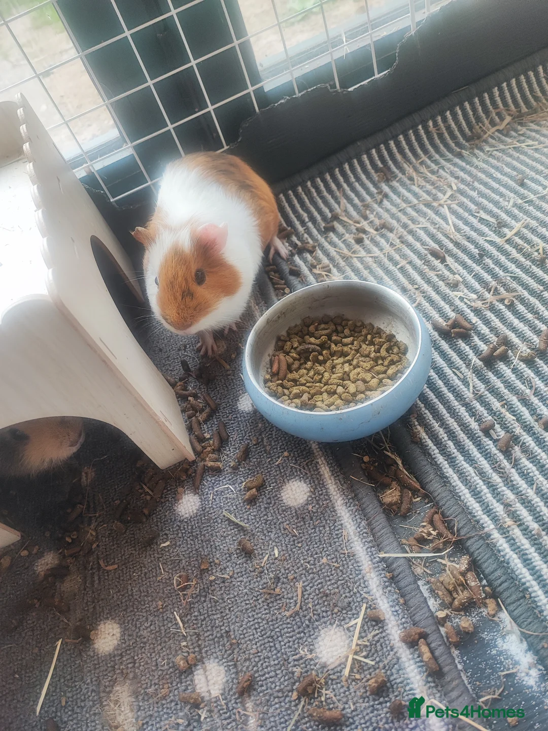 Guinea Pig rodents for sale: 2 male guinea and pen in Chester - Advert 1