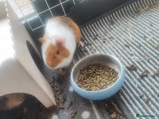 Guinea Pig rodents 2 male guinea and pen - Advert 4