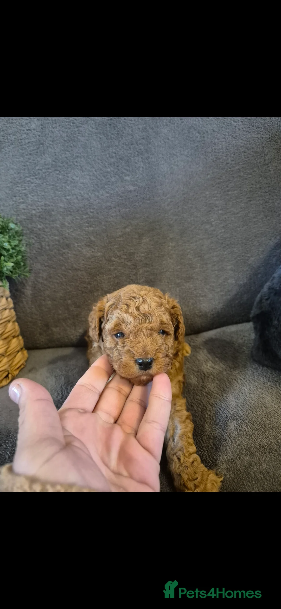 Cavapoo dogs for sale: Beautiful F1B Cavapoo Puppies - Advert 5