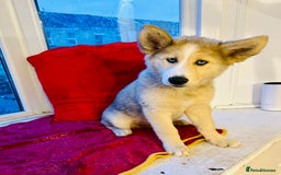Pomsky dogs for sale: ✨ Adorable Blue-Eyed Pomsky 🐾 Pups, 16 Weeks Old - Image 27