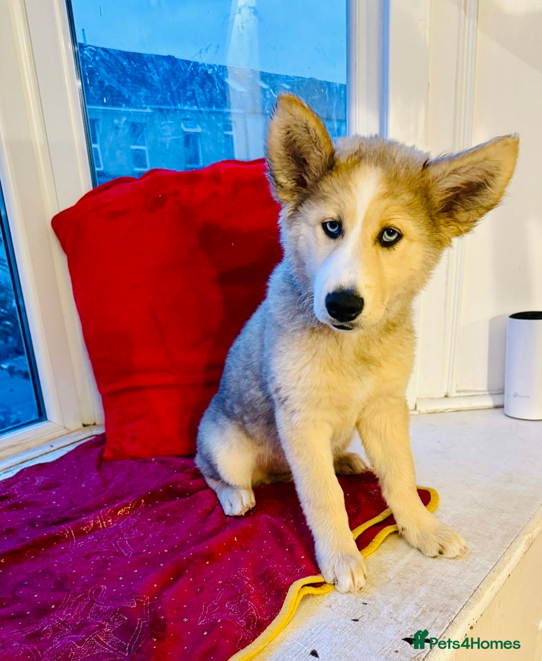 Pomsky dogs for sale: ✨ Adorable Blue-Eyed Pomsky 🐾 Pups, 16 Weeks Old - Image 27