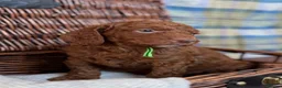 Irish Doodle dogs for sale: 🐾 Irish doodles 🐾 - Advert 5