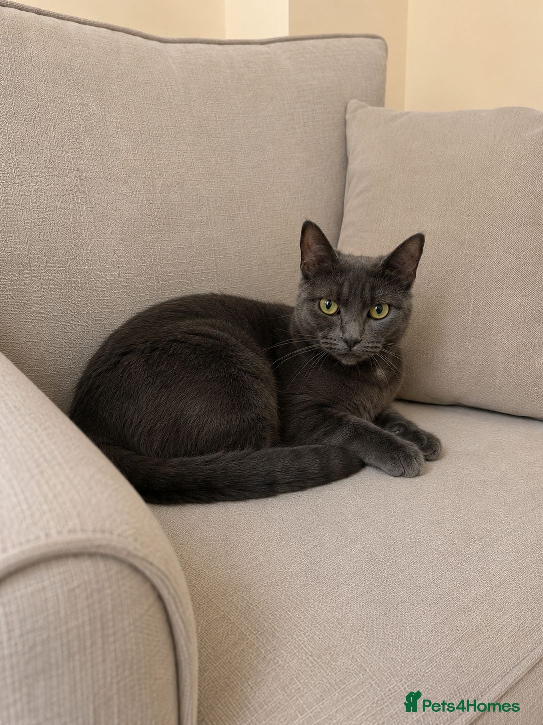 Russian Blue cats Our beautiful Luna - Advert 1