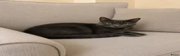Russian Blue cats for sale: Our beautiful Luna - Advert 1