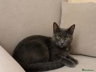 Russian Blue cats Our beautiful Luna - Advert 1