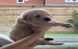 Golden Retriever dogs for sale: Golden Retriever Puppies. Health tested parents. - Image 13