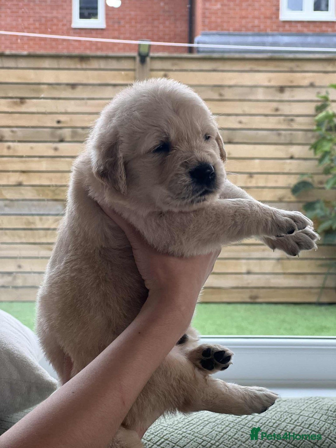 Golden Retriever dogs for sale: Golden Retriever Puppies. Health tested parents. - Image 13
