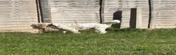 Cockapoo dogs for sale: 8 months old Male cockapoo  in Bognor Regis - Advert 6