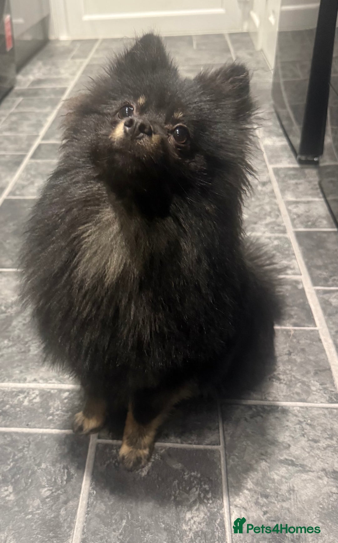 Pomeranian dogs for sale:  Pomeranian girl - Advert 5