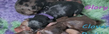 Glory Estuarydawn - girl - Black and tan (violet collar)