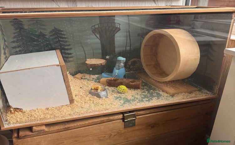 Hamster rodents Siberian hamster with homemade house - Advert 1