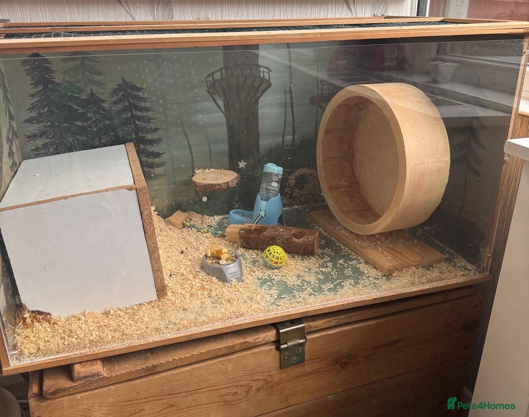 Hamster rodents for sale: Siberian hamster with homemade house - Advert 1