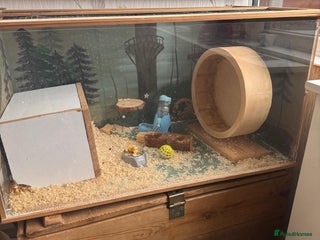 Hamster rodents for sale: Siberian hamster with homemade house - Advert 1