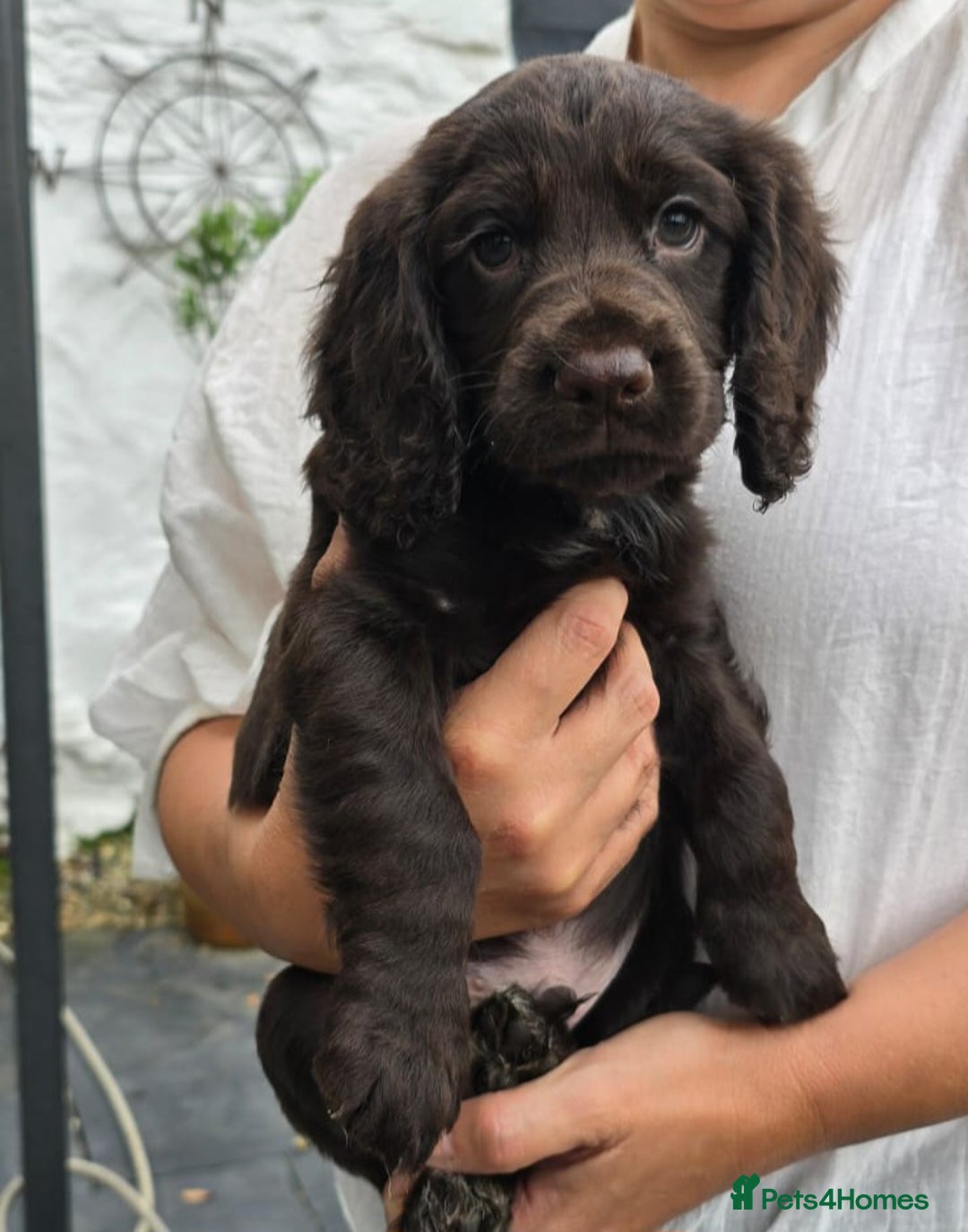 Cocker Spaniel dogs for sale: 4th Generation, Working Cocker Spaniel Puppies  🩵 - Image 2