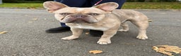French Bulldog dogs for stud: Stud French bull dog - Advert 3