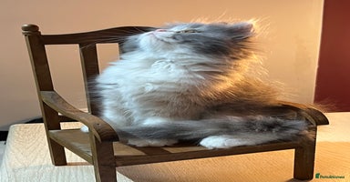 Persian cats - Advert 9