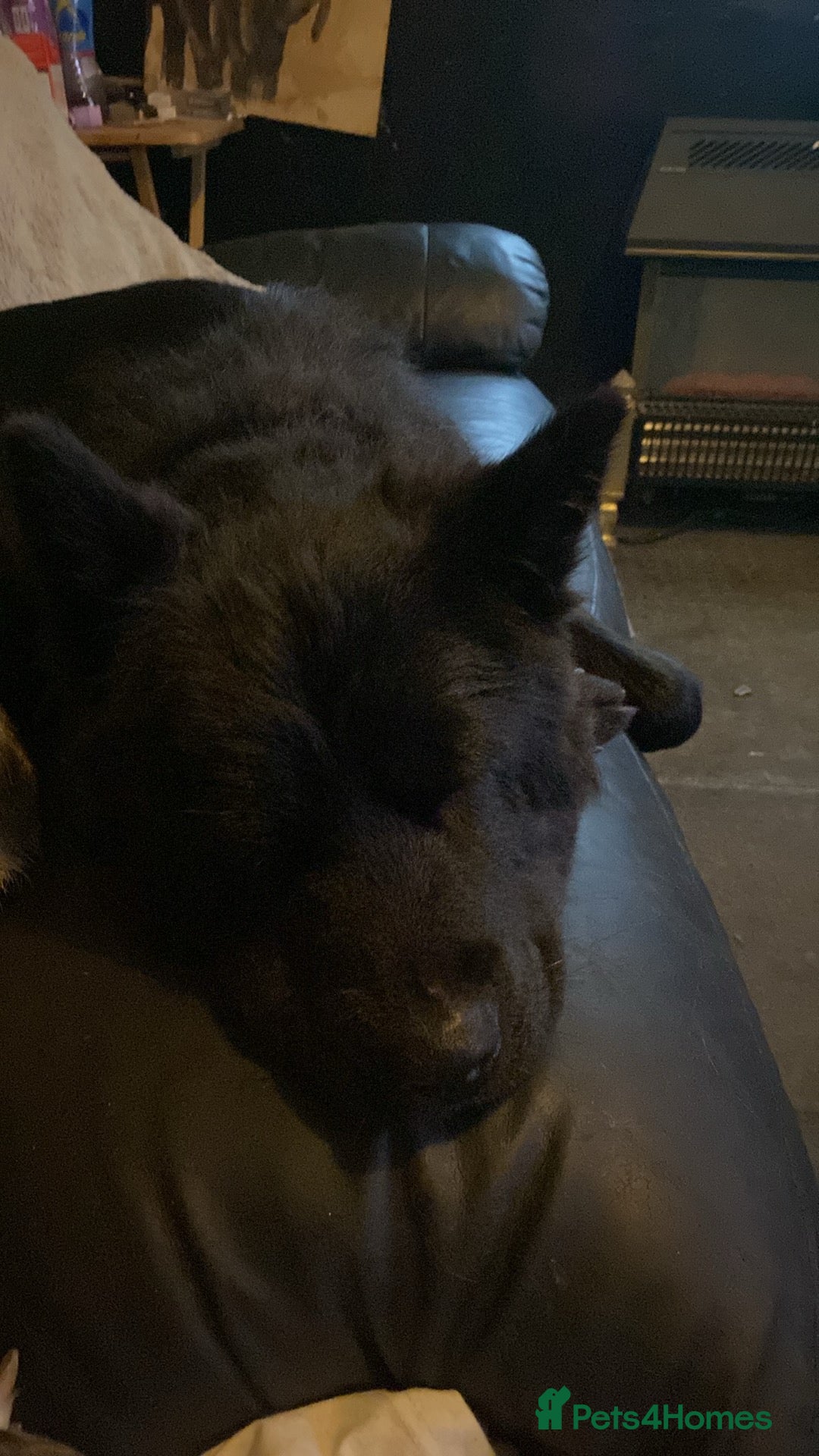 Mixed Breed dogs German shepherd x chow x lurcher  - Advert 16