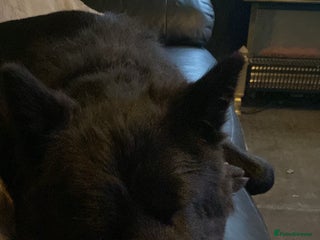 Mixed Breed dogs German shepherd x chow x lurcher - Advert 1