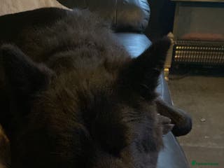 Mixed Breed dogs German shepherd x chow x lurcher - Advert 6