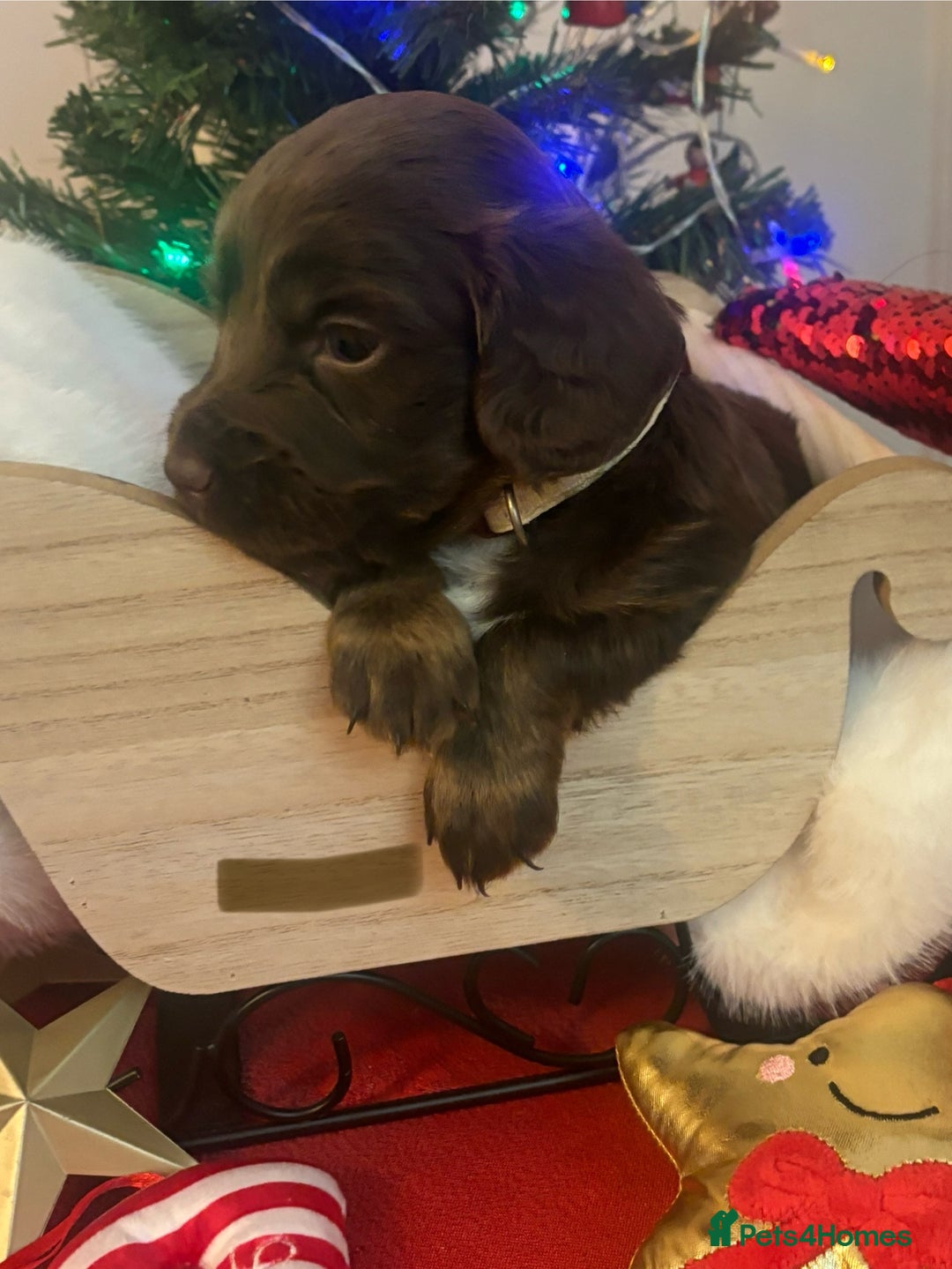 Cocker Spaniel dogs for sale: Beautiful Cocker Spaniel Puppies - Advert 6