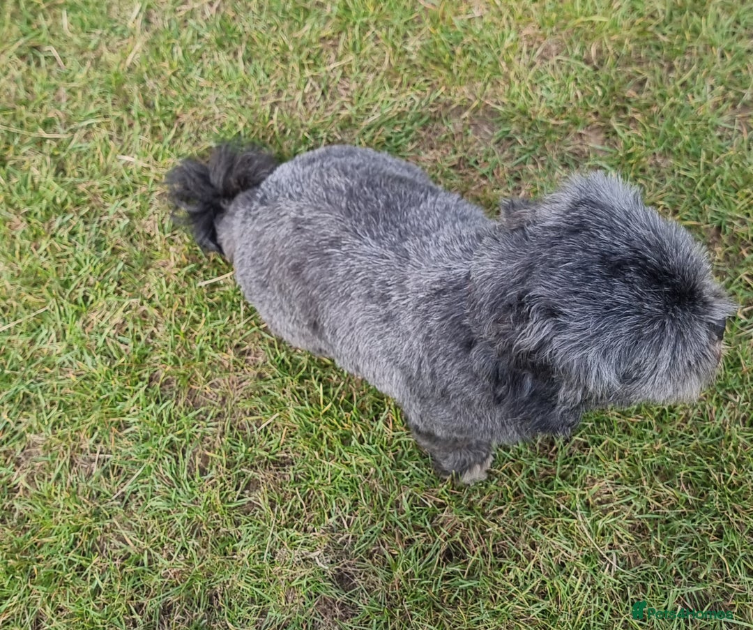 Shih Tzu dogs for sale: Loving cheeky Shihtzu for loving home ❤️ - Image 22