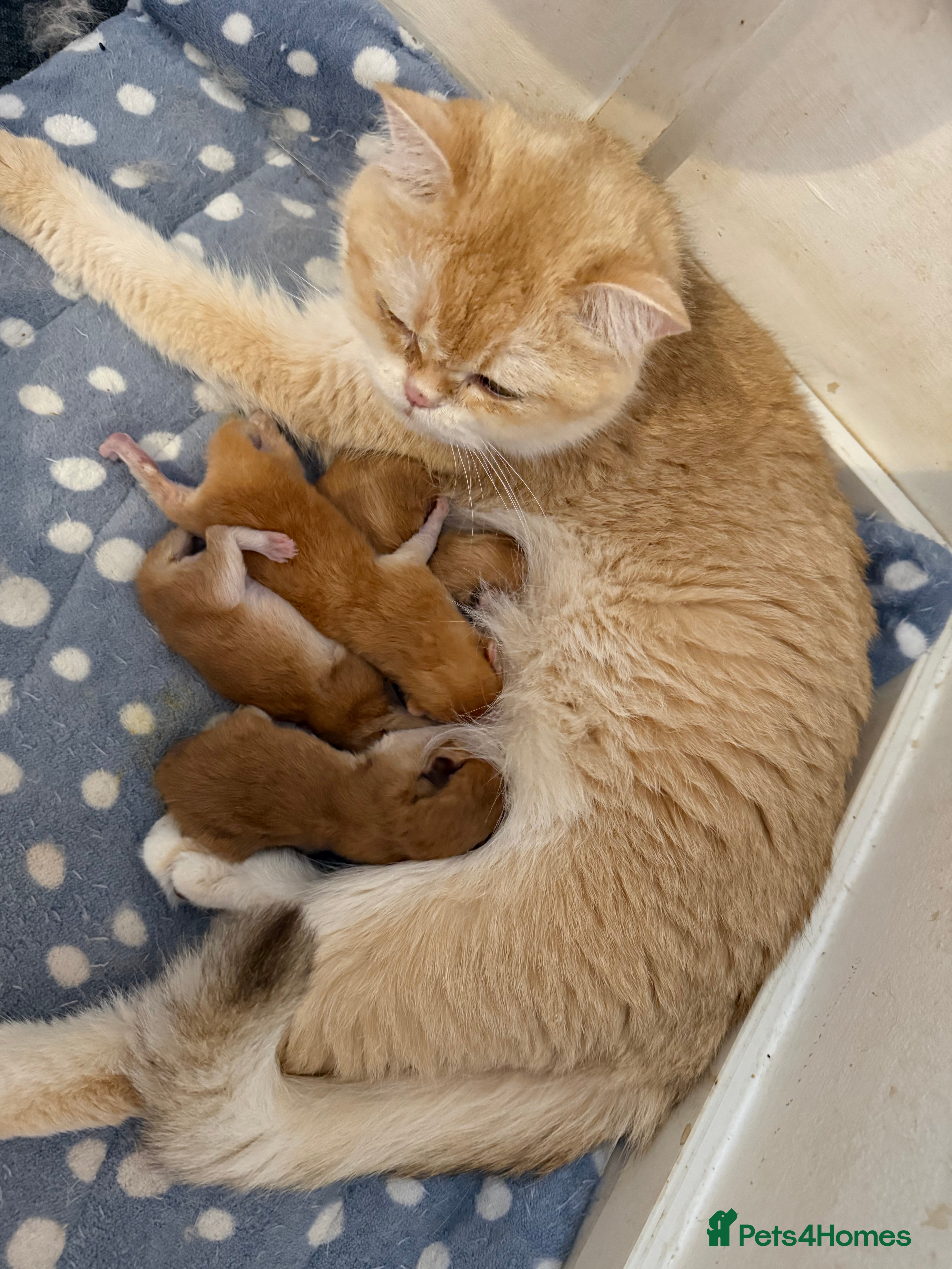 British Shorthair cats GCCF reg Chocolate And Black Golden Kittens - Advert 2