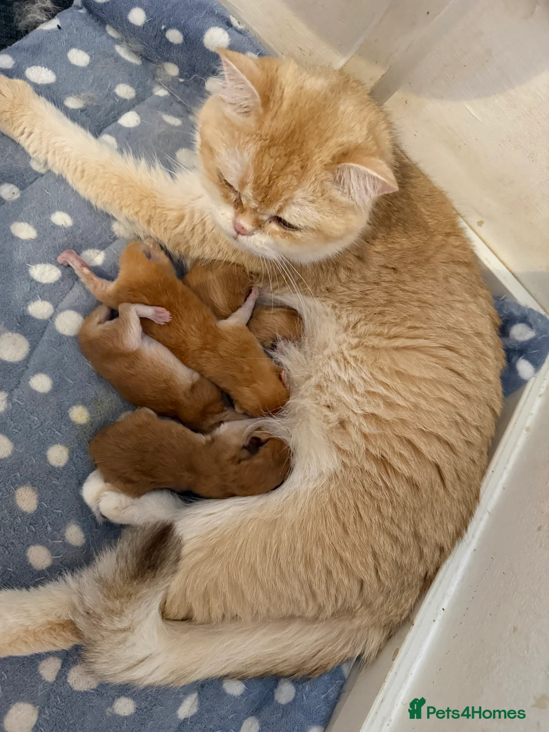 British Shorthair cats for sale: GCCF reg Chocolate And Black Golden Kittens - Advert 2