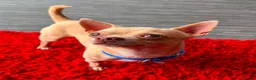 Chihuahua dogs for sale: Chihuahuas *Stunning Litter* LAST ONE Tiny - Advert 6
