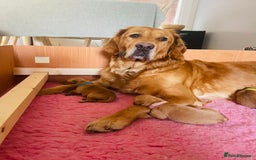 Golden Retriever dogs for sale: Working Golden Retriever Puppies  - Image 11