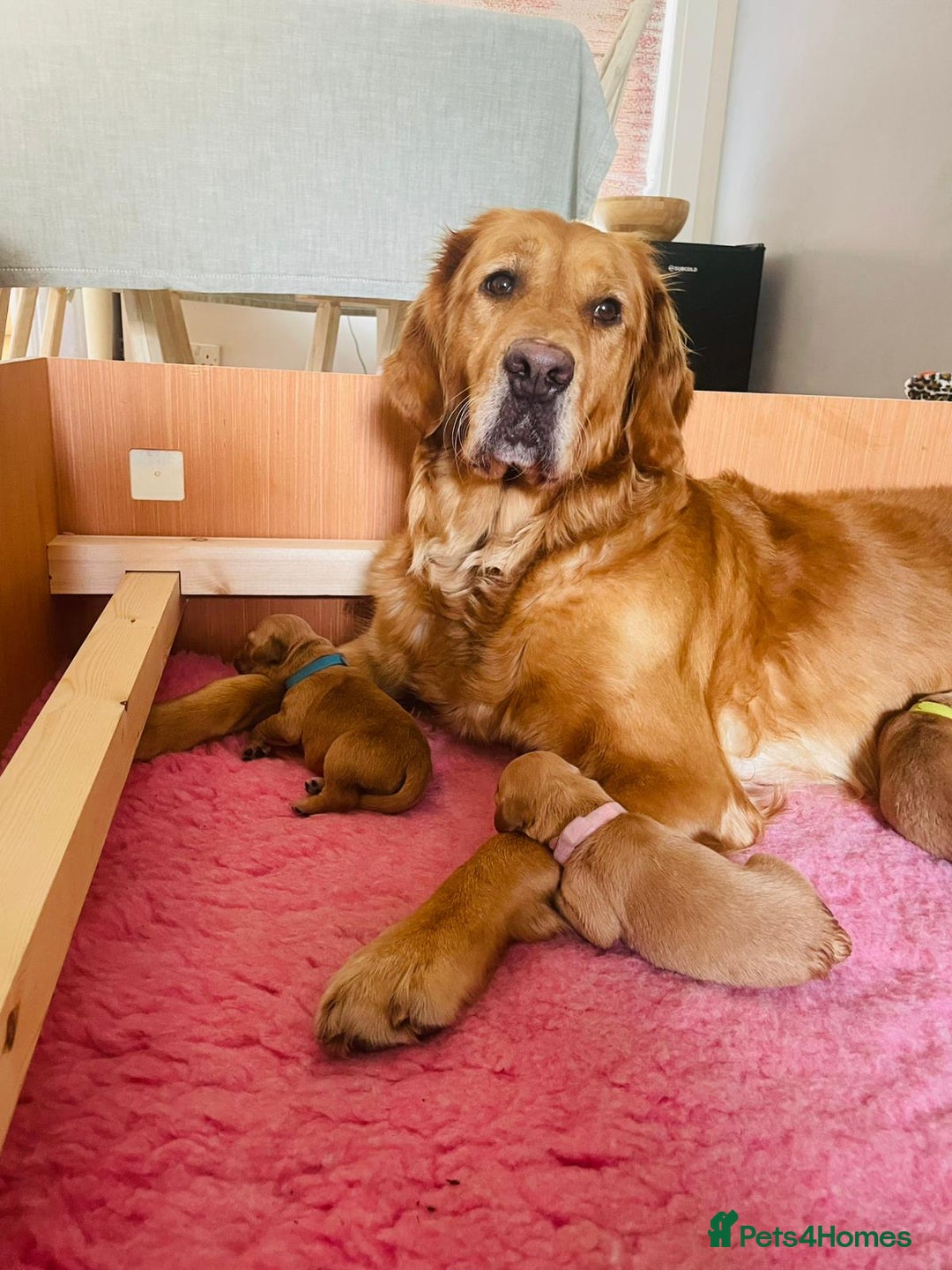Golden Retriever dogs for sale: Working Golden Retriever Puppies  - Image 11
