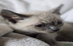 Ragdoll cats for sale: Beautiful Ragdoll cross kittens.  - Image 2
