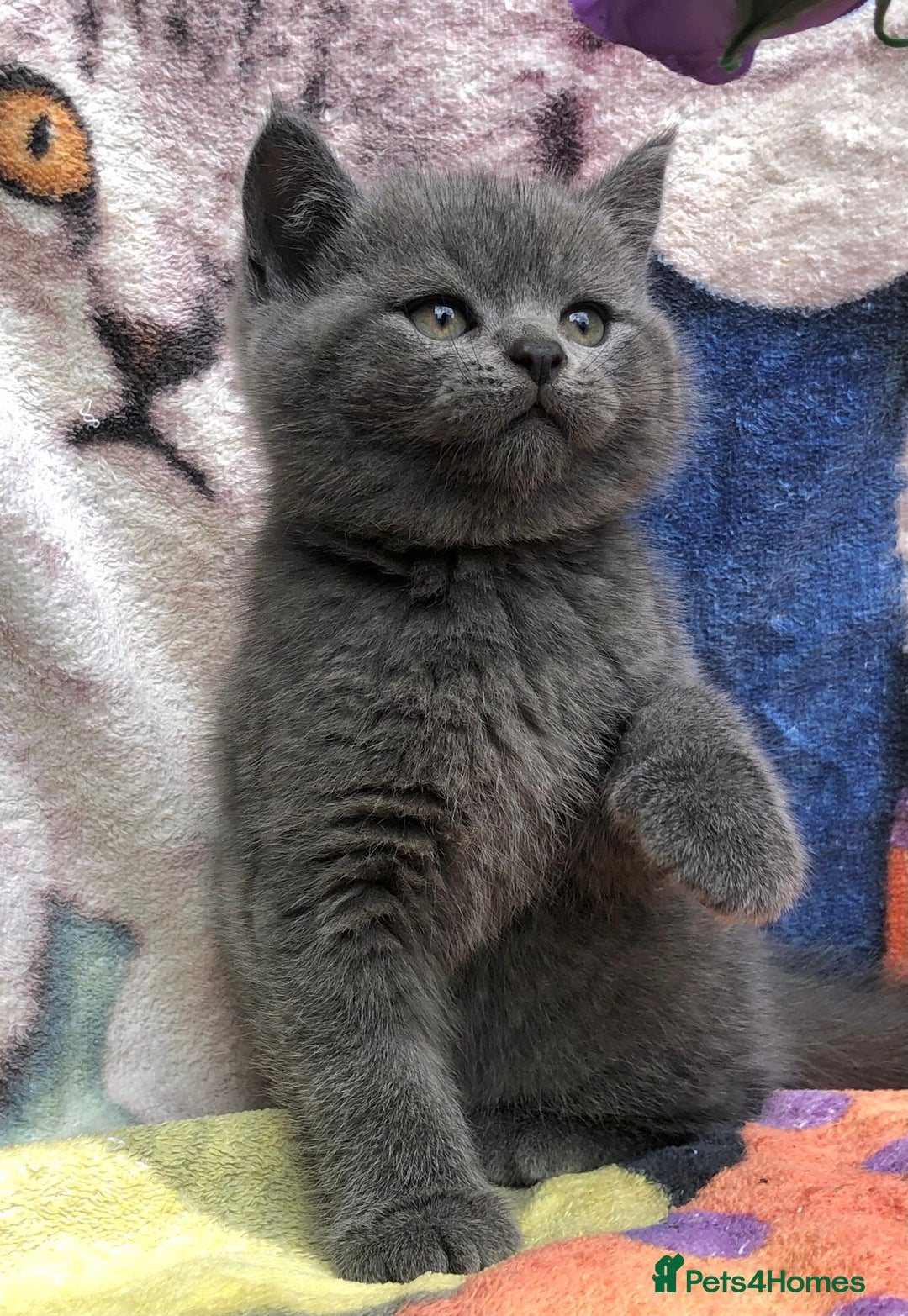 British Shorthair cats for sale: Adorable BSH Blue kittens  - Image 6