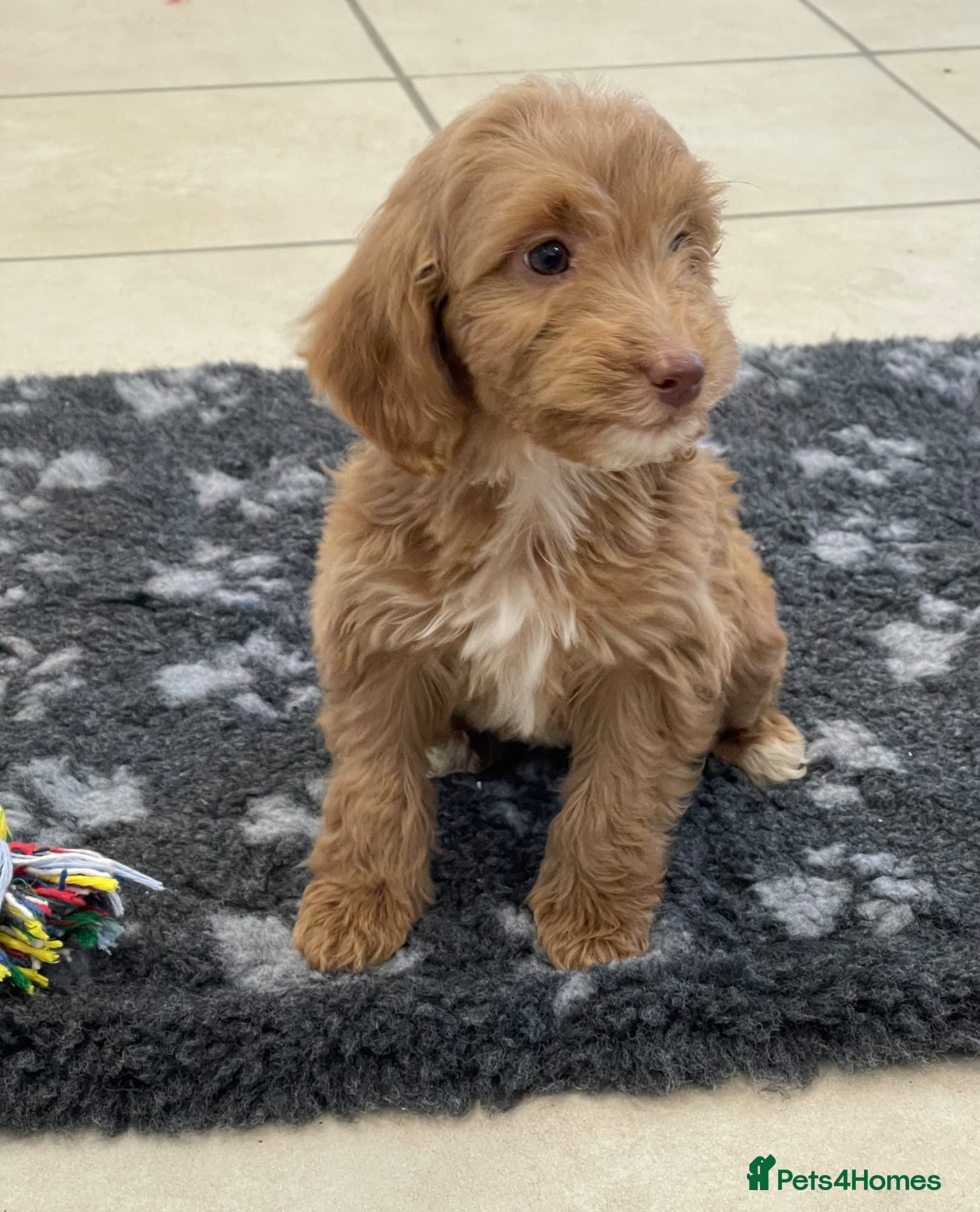 Cockapoo dogs Beautiful F1 cockerpoo pups NOW READY - Advert 1