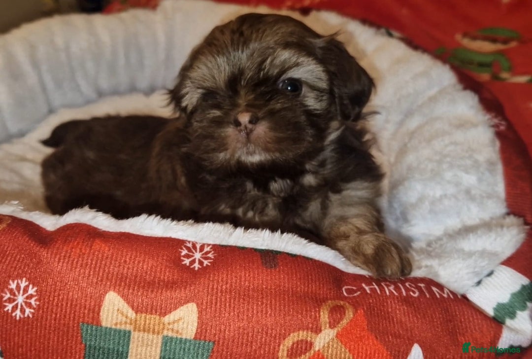 Shih Tzu dogs for sale: Imperial Shih Tzu- 1 beautiful girl❤️  - Advert 12