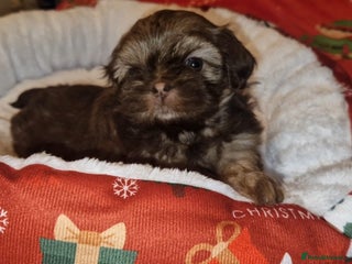 Shih Tzu dogs Imperial Shih Tzu - Advert 1