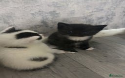 British Shorthair cats for sale: 6 beautiful black and white kittens - Image 3
