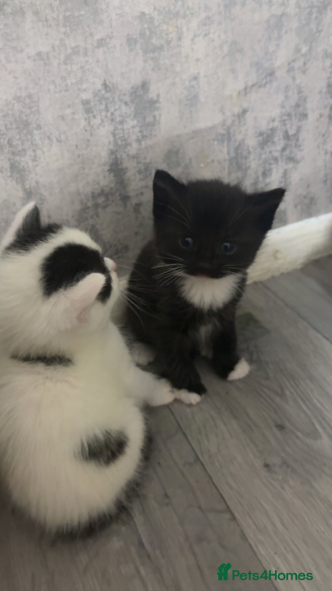 British Shorthair cats for sale: 6 beautiful black and white kittens - Image 3