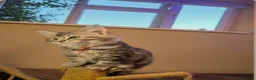 Mixed Breed cats for sale: Gorgeous main coon cross ragdoll kittens - Advert 11