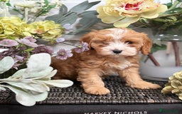 Cavapoo dogs for sale: Health tested TOY CAVAPOOS KC Parents - Image 24