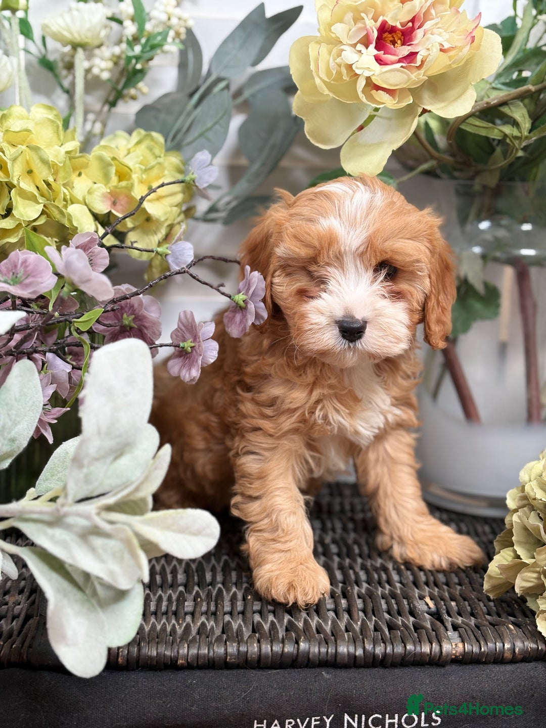 Cavapoo dogs for sale: Health tested TOY CAVAPOOS KC Parents - Image 24