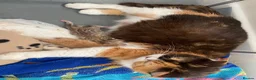 British Shorthair cats for sale: Golden Tabby British Shorthair Boy  - Advert 7