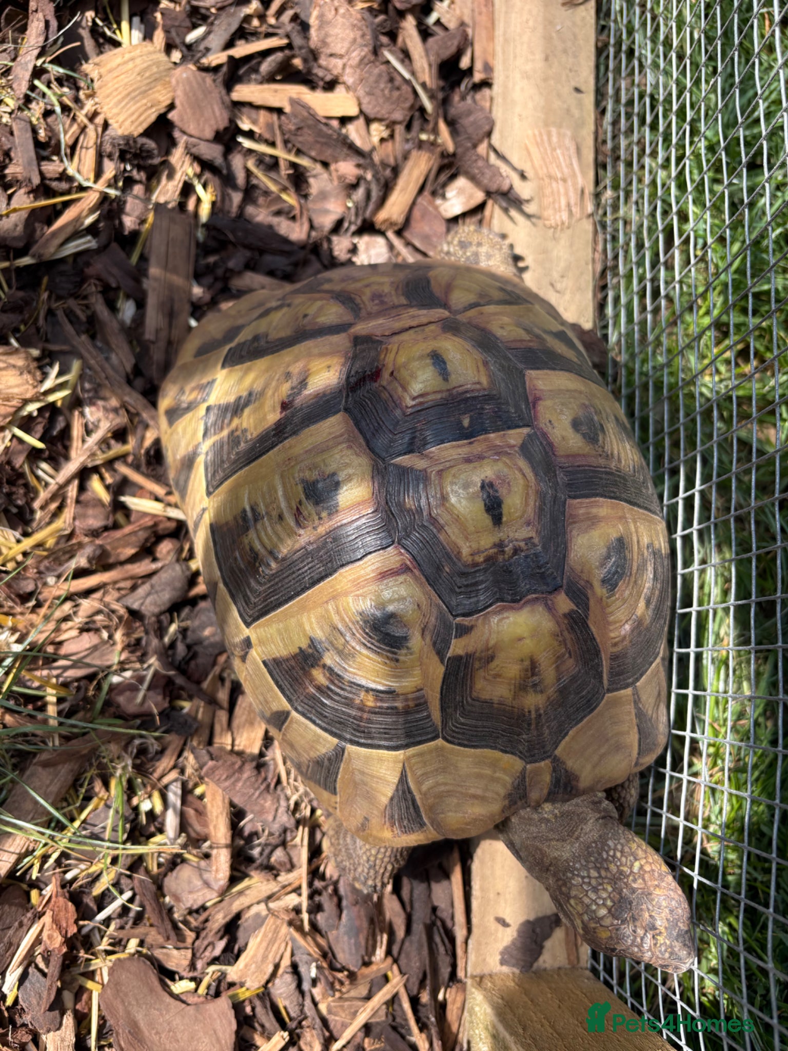 Hermann Tortoise reptiles Herman tortoise 10 years old approx - Advert 2