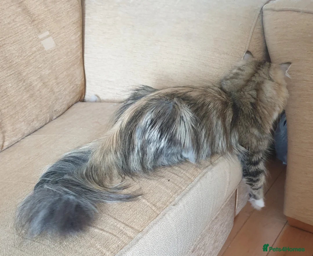 Siberian cats for stud: Purebred Siberian Cat Stud VIP service in Wembley - Advert 13