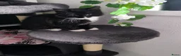 Mixed Breed cats for sale: Long hair kittens & short hair kittens ready now  - Advert 4