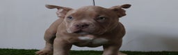 American Bully dogs for sale: Micro American bully puppies  - Advert 3
