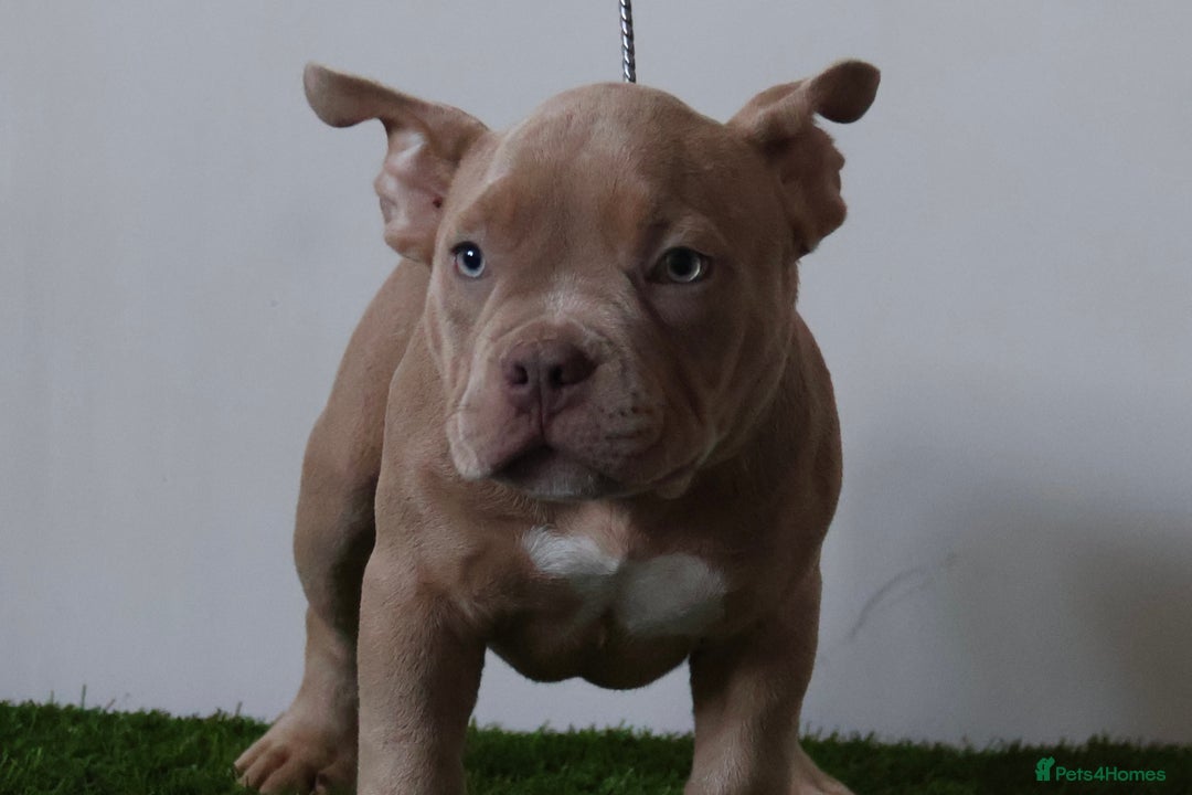 American Bully dogs for sale: Micro American bully puppies  - Advert 3