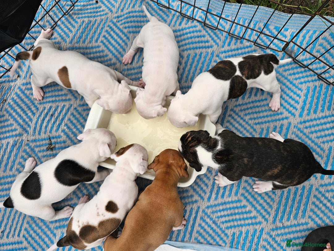 Staffordshire Bull Terrier dogs for sale: 🐾 Beautiful Staffordshire Bull Terrier Puppies 🐾 - Image 23