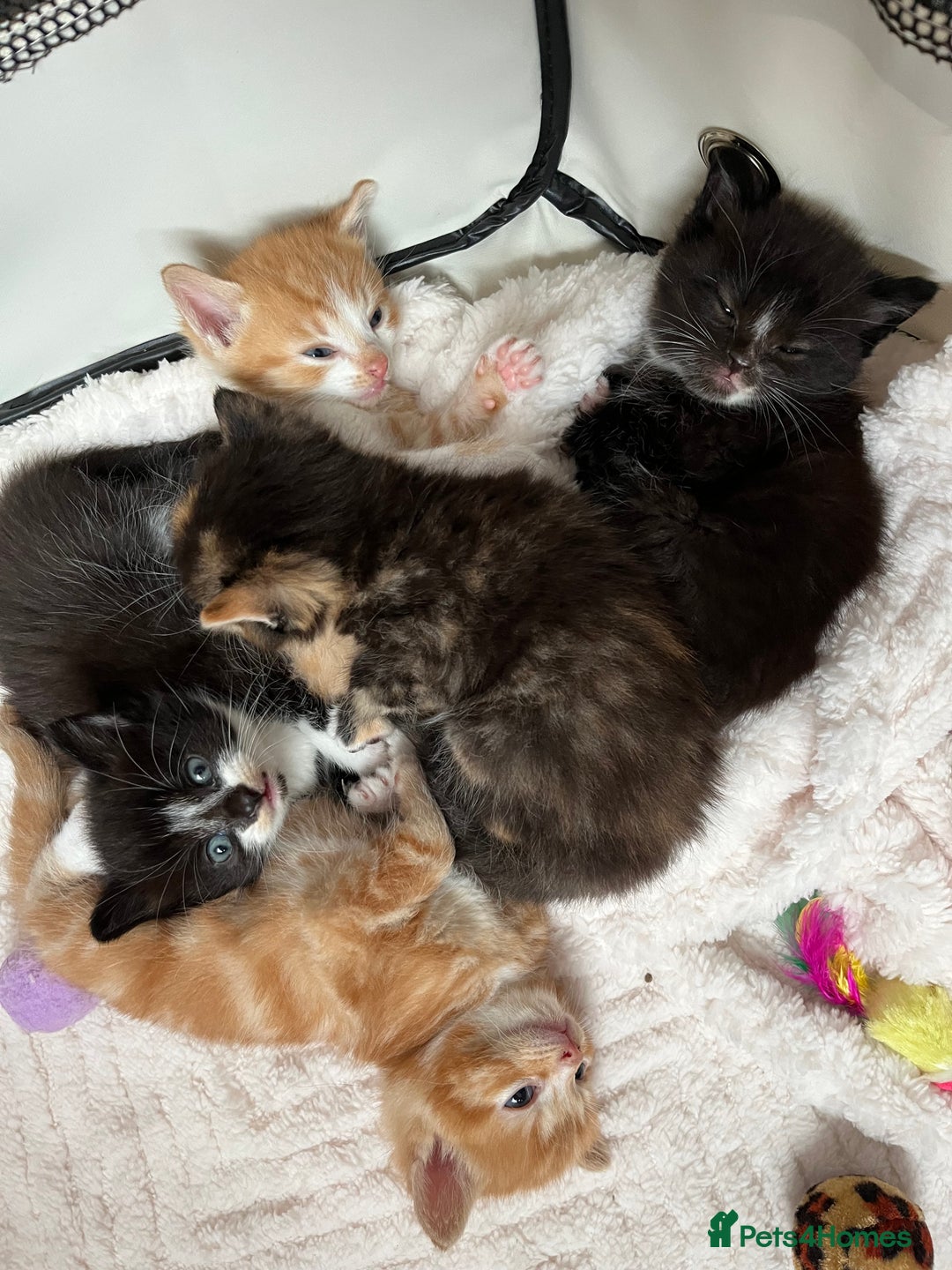 Persian cats for sale: Lovely little kittens  - Image 11